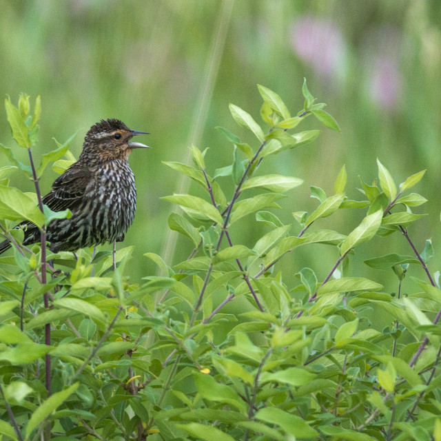 "The house finch (Haemorhous mexicanus)" stock image