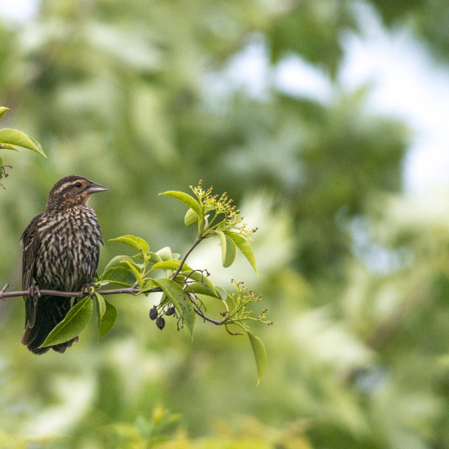 "The house finch (Haemorhous mexicanus)" stock image