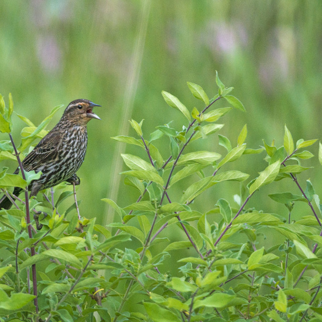 "The house finch (Haemorhous mexicanus)" stock image