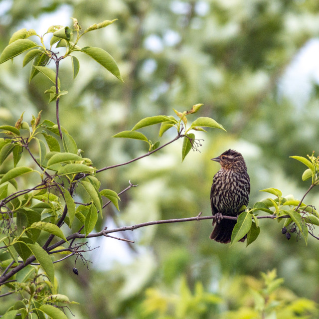 "The house finch (Haemorhous mexicanus)" stock image