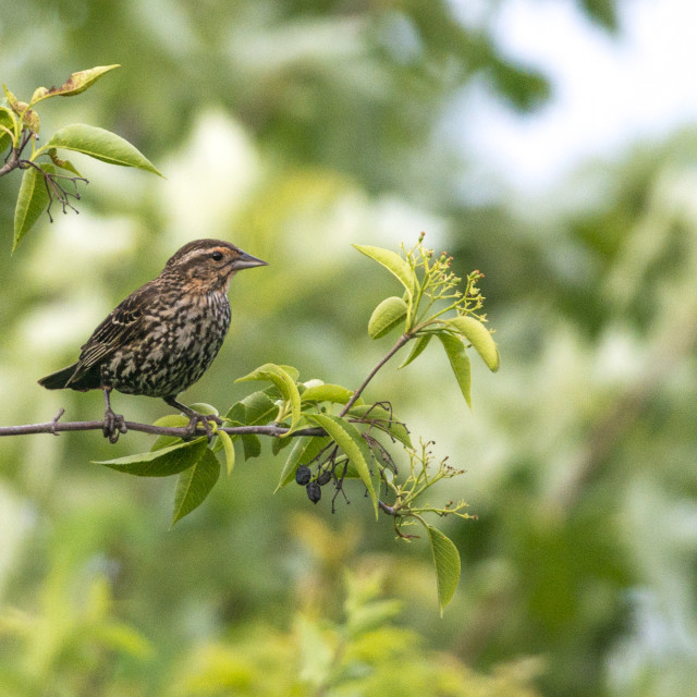 "The house finch (Haemorhous mexicanus)" stock image