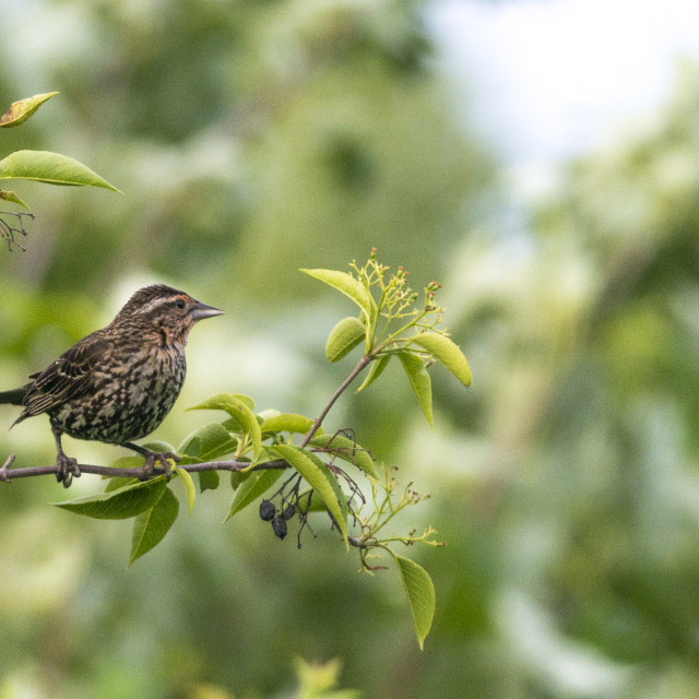 "The house finch (Haemorhous mexicanus)" stock image