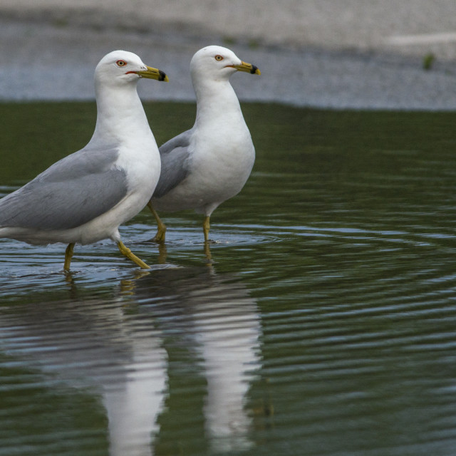 "Two Seagulls" stock image