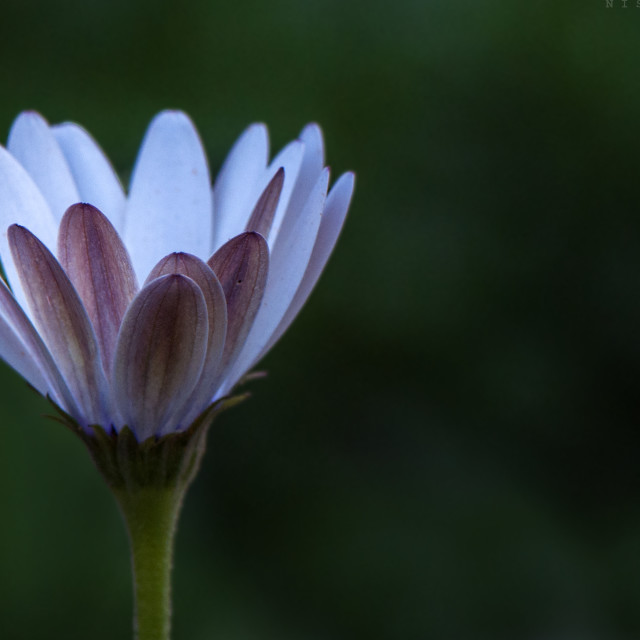 "Grace and Poise" by www.nishantdavid.ca - $15.67 "Grace and Poise" stock image