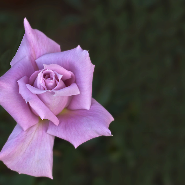 "Pink Fantasy" by www.nishantdavid.ca - $15.67 "Pink Fantasy" stock image