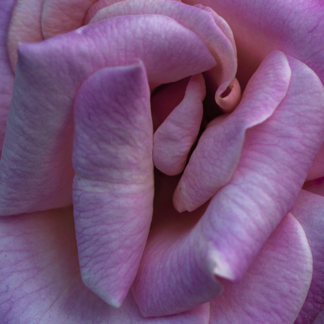 "Pink Fantasy" by www.nishantdavid.ca - $15.67 "Pink Fantasy" stock image
