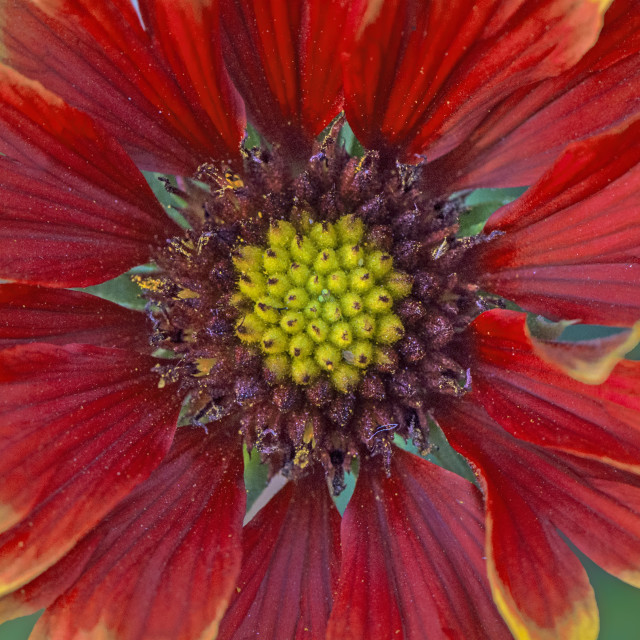 "The Flaming Beauty" by www.nishantdavid.ca - $15.67 "The Flaming Beauty" stock image