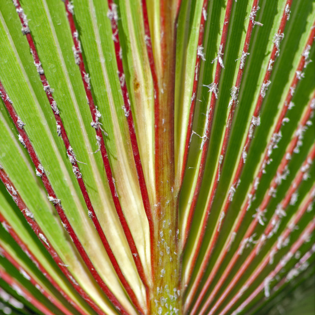 "God's Amazing Handiwork" by www.nishantdavid.ca - $15.67 "God's Amazing Handiwork" stock image