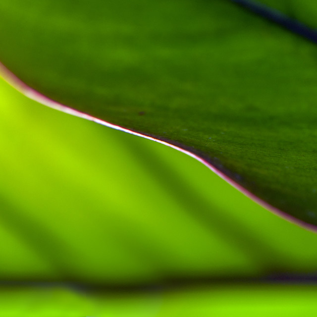 "God's Amazing Handiwork" stock image