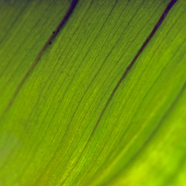 "God's Amazing Handiwork" stock image