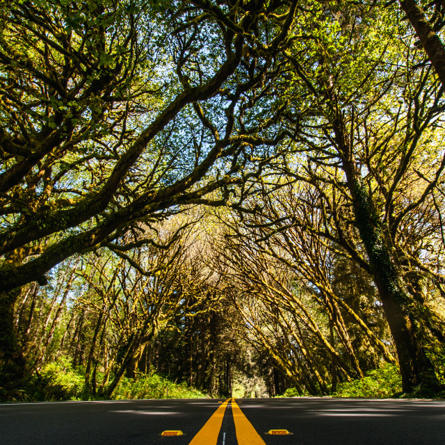"Roadside Trees" by Derek Robitaille - £10.00 "Roadside Trees" stock image