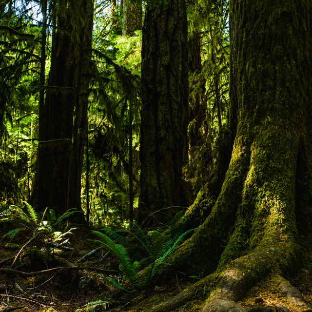 "Giant Douglas Fir Trees" by Derek Robitaille - £10.00 "Giant Douglas Fir Trees" stock image