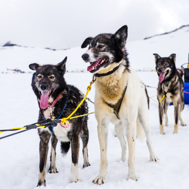 "Dogsledding on the Denver Glacier" by Derek Robitaille - £10.00 "Dogsledding on the Denver Glacier" stock image
