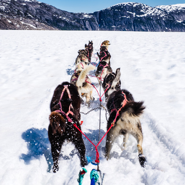 "Dogsledding on the Norris Glacier" by Derek Robitaille - £10.00 "Dogsledding on the Norris Glacier" stock image