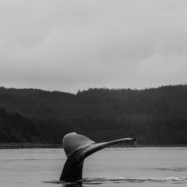 "Humpback Whale Tail" by Derek Robitaille - £10.00 "Humpback Whale Tail" stock image