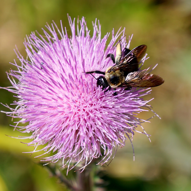 "Bee at work FL" stock image
