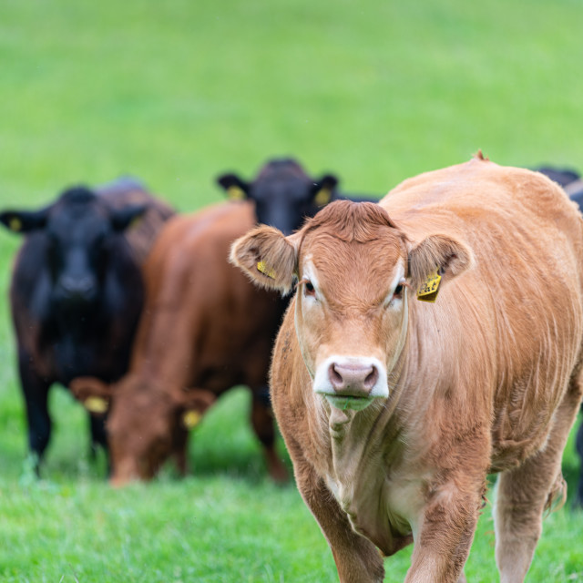 "Single cow with herd in the background" stock image