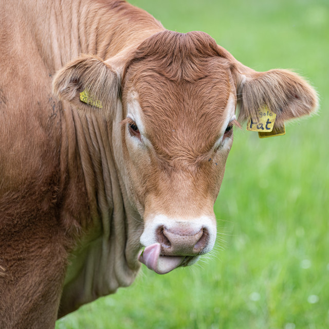 "Single cow portrait with tongue out" stock image