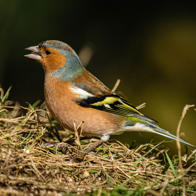 "Male Chaffinch" stock image