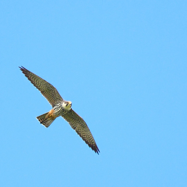"Eurasian Hobby - Falco Subbuteo - Falconiformes" stock image