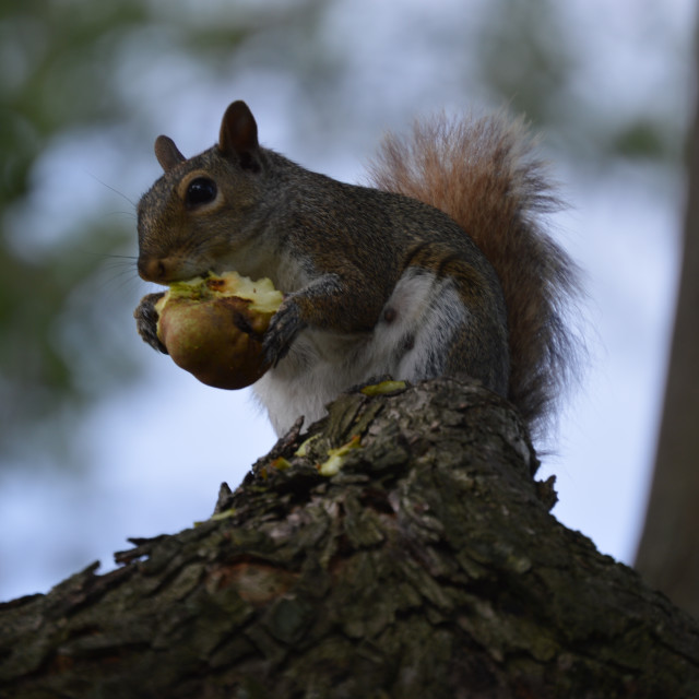 "Snack Time" by Works By Willow - $25.40 "Snack Time" stock image