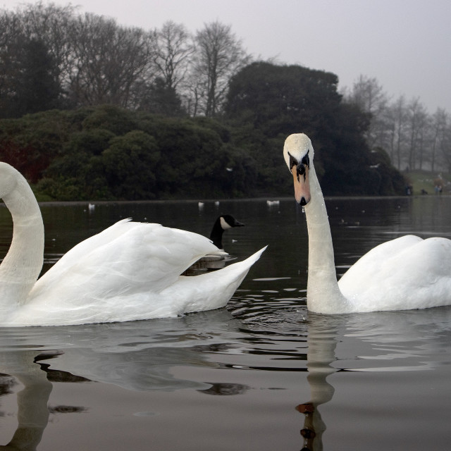 "Swans on Sefton Park Lake" stock image