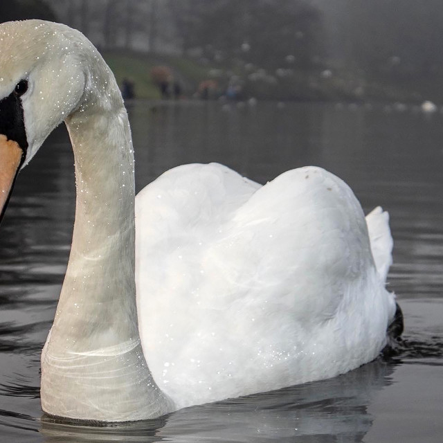 "Swan on Sefton Park Lake" stock image