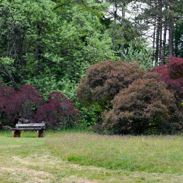 "A bench beside colourful trees at Westonbirt Arboretum" stock image