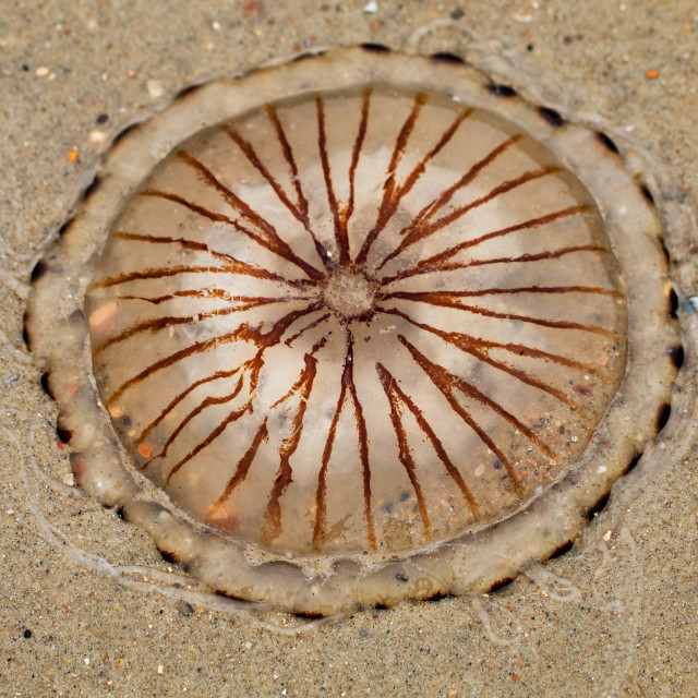 "compass jellyfish at north sea beach" stock image