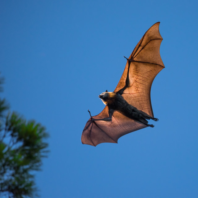 "Grey-headed Flying Fox Catching Sun" stock image