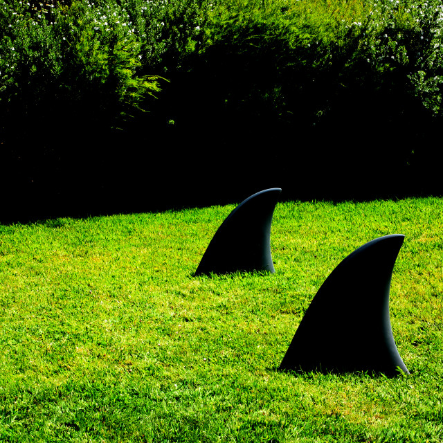 "Shark Fins on the lawn outside the Villa Serralves in Oporto, Portugal" by Julian Worker - £8.00 "Shark Fins on the lawn outside the Villa Serralves in Oporto, Portugal" stock image