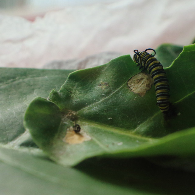 "Monarch Caterpillar Eating Lunch" stock image