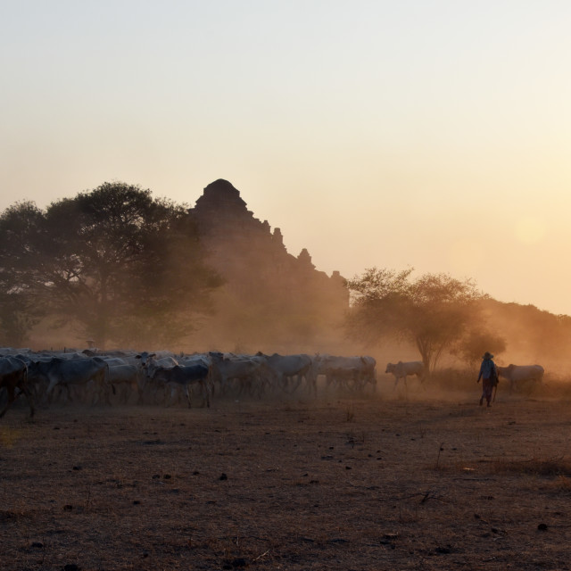 "Cattle Herding at Bagan" stock image