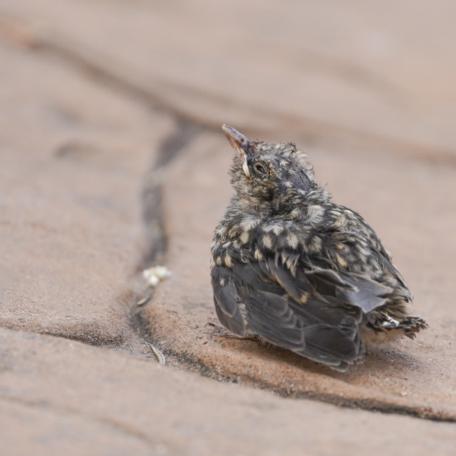 Young Bird Fallen Out Of Nest Spotted Flycatcher License Download young-bird-fallen-out-of-nest-spotted-flycatcher-license-download