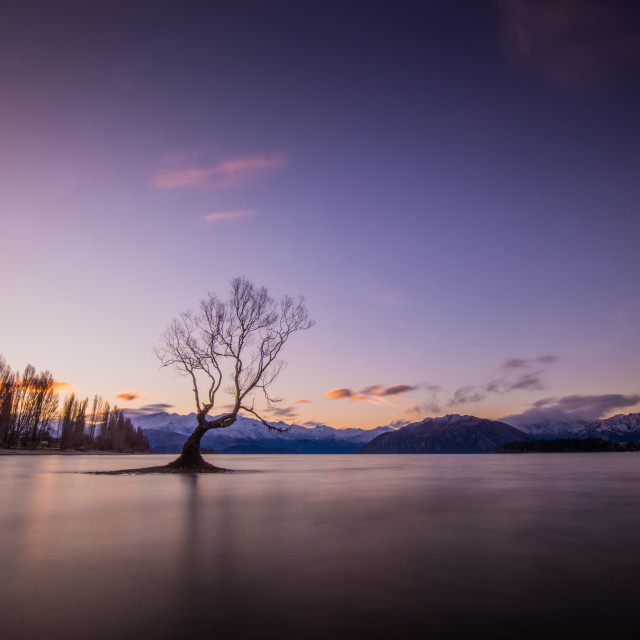 "That Wanaka Tree" by Capture and Keep Photography - £10.00 "That Wanaka Tree" stock image