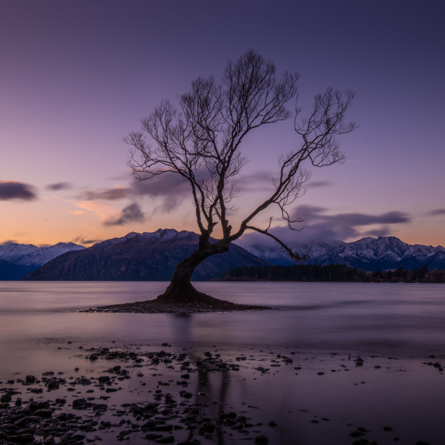 "That Wanaka Tree" by Capture and Keep Photography - £10.00 "That Wanaka Tree" stock image
