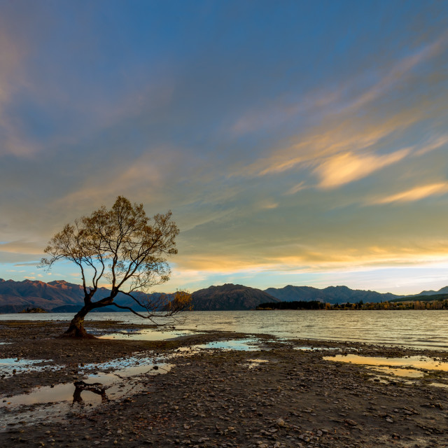 "That Wanaka Tree" by Capture and Keep Photography - £10.00 "That Wanaka Tree" stock image
