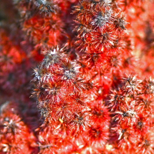 "An Abstract Red Texture" stock image