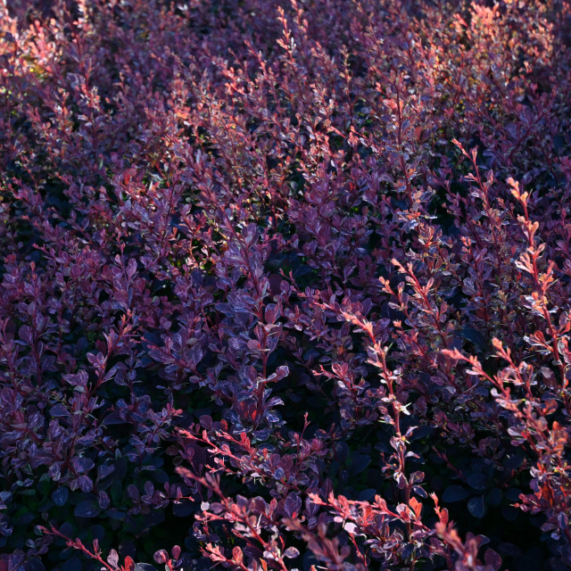 "Light Illuminating The Blooms" stock image