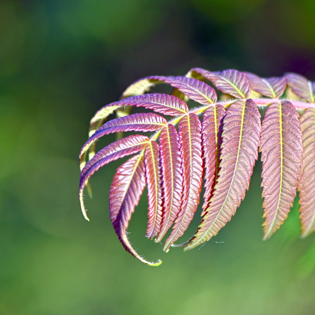 "Purple Leaves" stock image