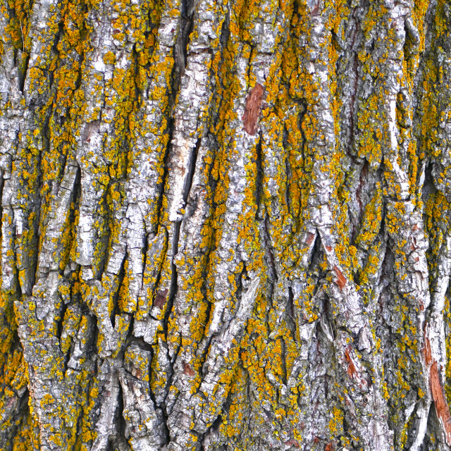 "Beautiful Texture on a Tree Trunk" stock image