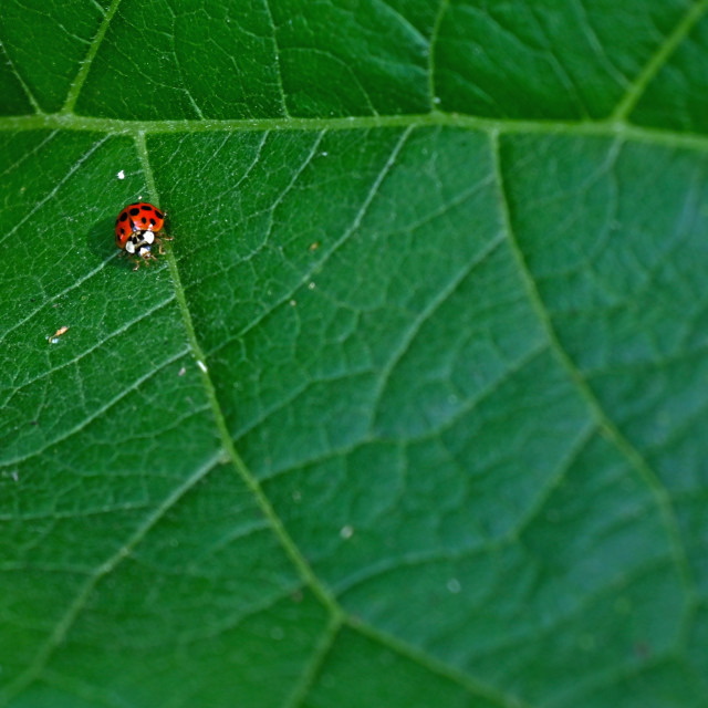"The Lady Bug" by www.nishantdavid.ca - £13.00 "The Lady Bug" stock image