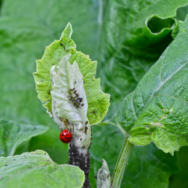 "The Lady Bug" stock image