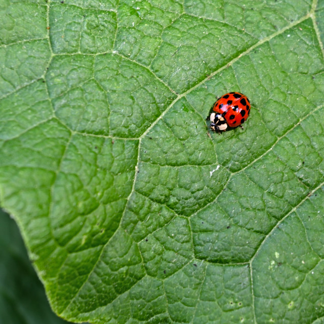 "The Lady Bug" by www.nishantdavid.ca - £13.00 "The Lady Bug" stock image