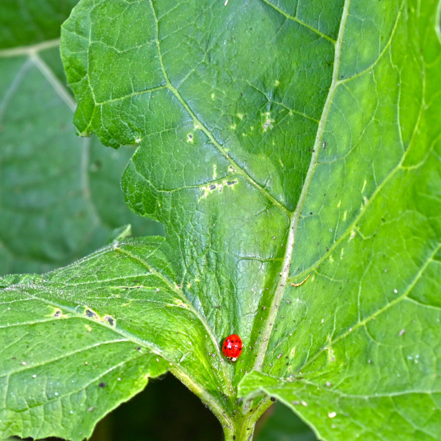 "The Lady Bug" stock image