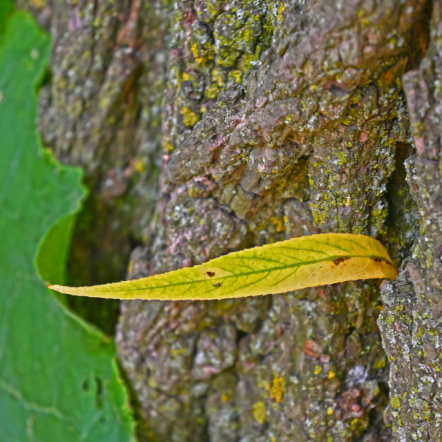 "The Yellow Leaf" stock image