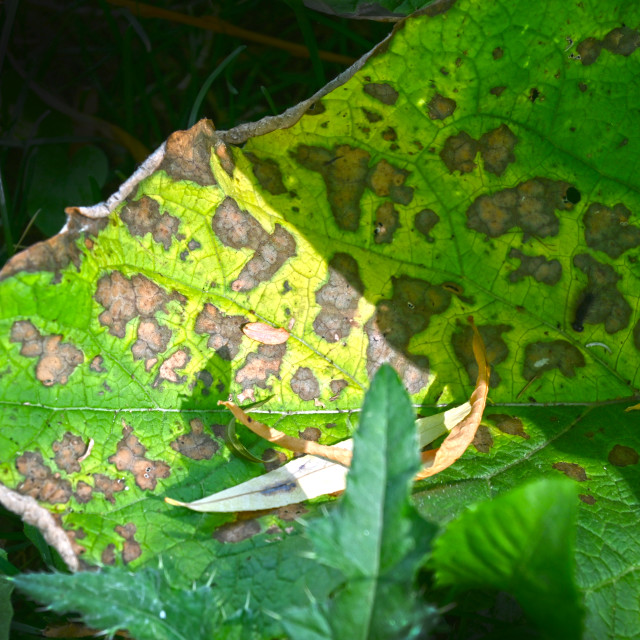 "Beautiful natural pattern" stock image