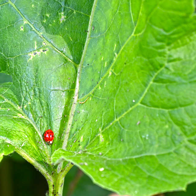 "The Lady Bug" stock image