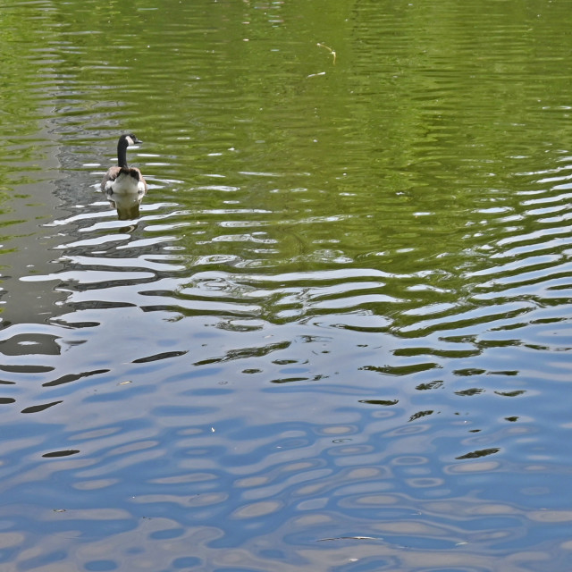 "Goose in a Pond" stock image