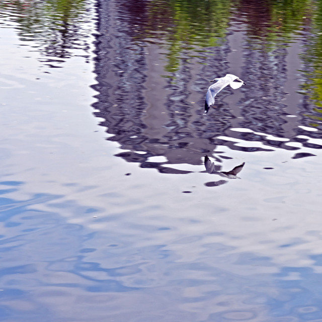 "A Seagull in flight." stock image